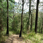 The wide track in the tall forest (368674)