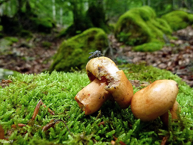 Cèpes et rouzillous sont de sortie Rouzillous1500562