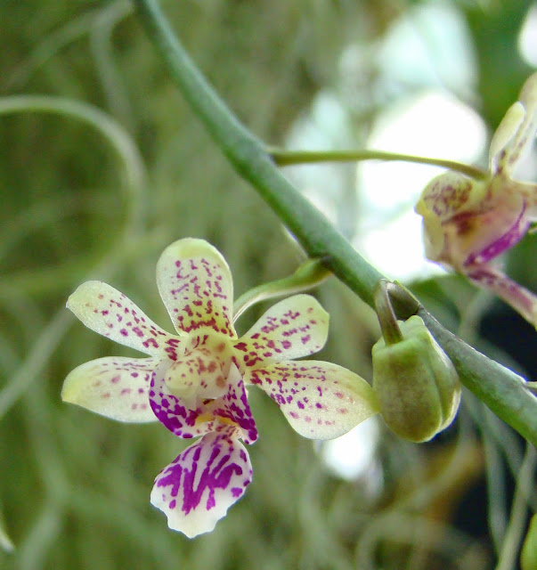 Phalaenopsis Calypso Musik (deliciosa x finleyi) DSC01986