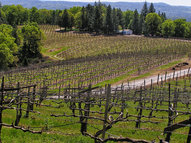 Main image of Sierra Vista Winery