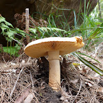 Mushroom on Berowra Track beside Cowan Creek (419944)