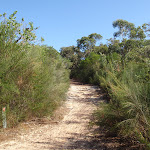 Bluff track (127930)