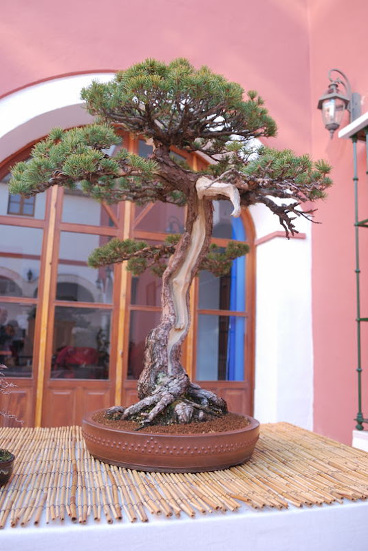 XI Exposición Invernal de bonsai de la A.S.B. Chokkan 061%25252027%252520Pinus%252520parviflora%252520pentaphylla%252520de%252520Paulino%252520Lara%252520Garc%2525C3%2525ADa%252520-%25252028