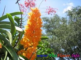 VÂN LAN, LAN VANDA, Vanda Orchids