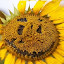 Bad Sunflower's user avatar