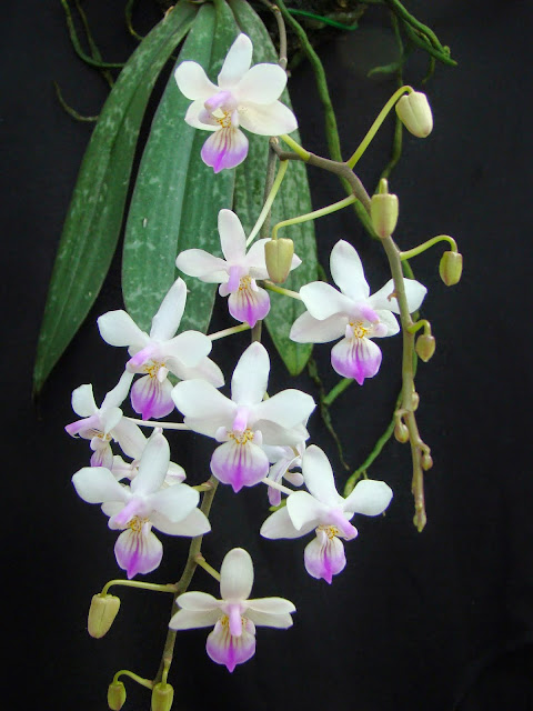 Phalaenopsis lindenii DSC02603