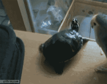 1308241960_bird_pushes_turtle_off_the_table.gif