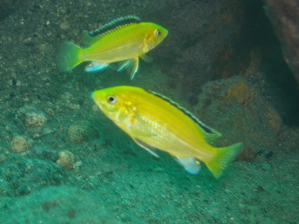 Labidochromis caeruleus (geel)