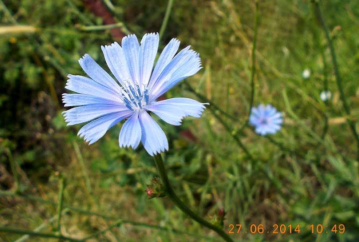 Цикория (Синя жлъчка). Cichorium intybus, семейство Asteraceae DSCN0964