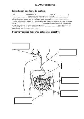 FICHA DE APLICACCION DEL SISTEMA DIGESTIVO | Sistema digestivo para niños,  Enseñanza biología, Tercer grado