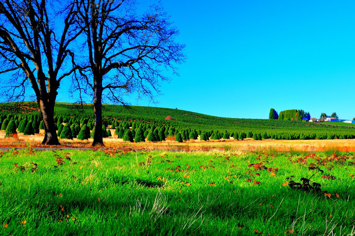 Far green in Marion, Oregon, USA