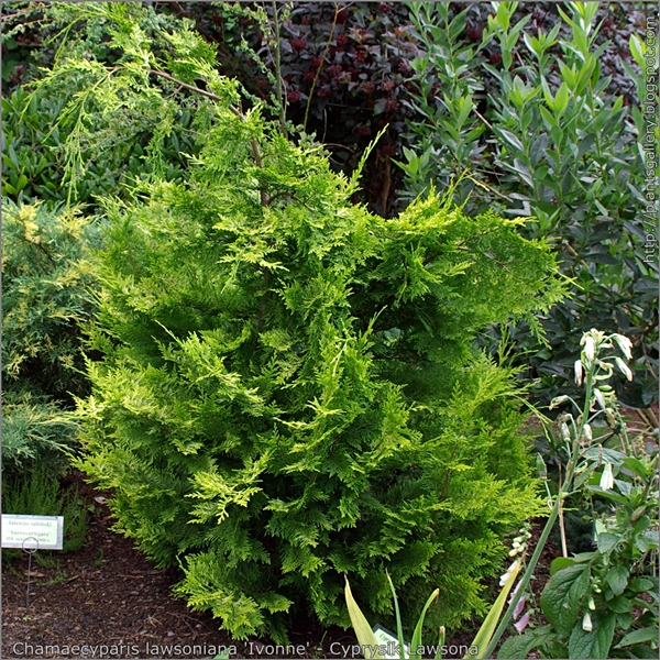 Chamaecyparis lawsoniana 'Ivonne' habit - Cyprysik Lawsona pokrój