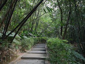 steps going up a hill with much greenery including bamboo