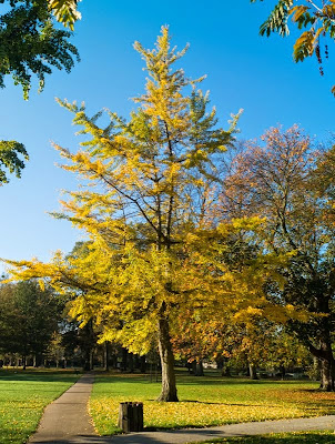 Tree with golden leaves