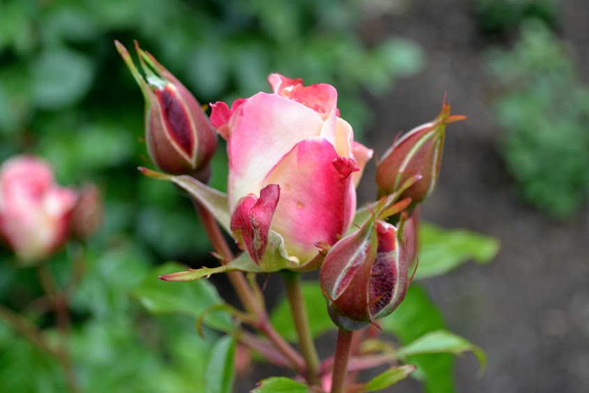 Розарий. Портланд, Орегон ( International Rose Test Garden. Portland, OR)