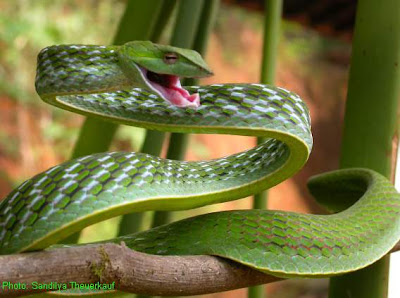Amazing Snakes Seen On www.coolpicturegallery.us