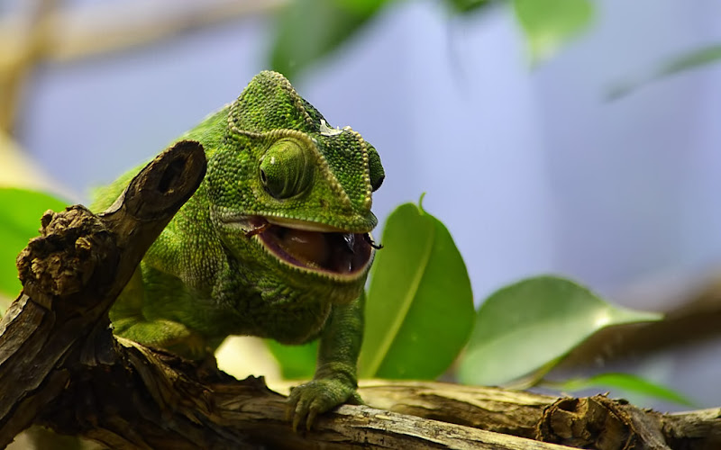 Caméléon vert D7K_5105