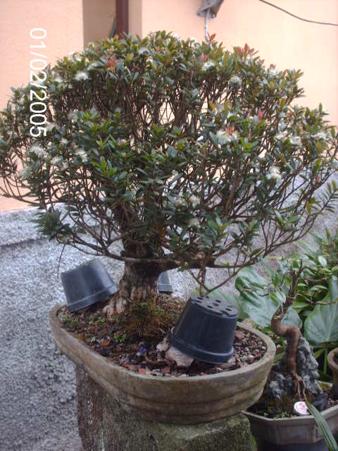 Mini Cerejas-Eugênia Mattosi em floração... PICT1424