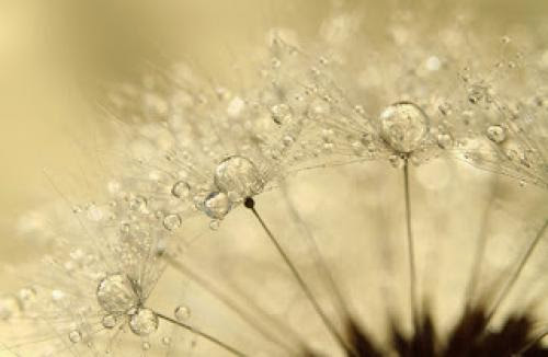 Collecting Dewdrops 1813 Walking Through Egypt