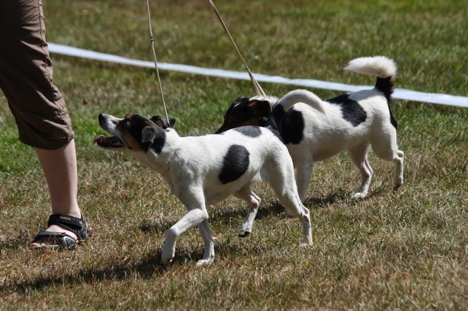 LilliJentta