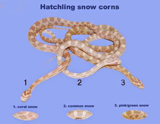 Snow+Corn+Snake+Hatchlings.jpg