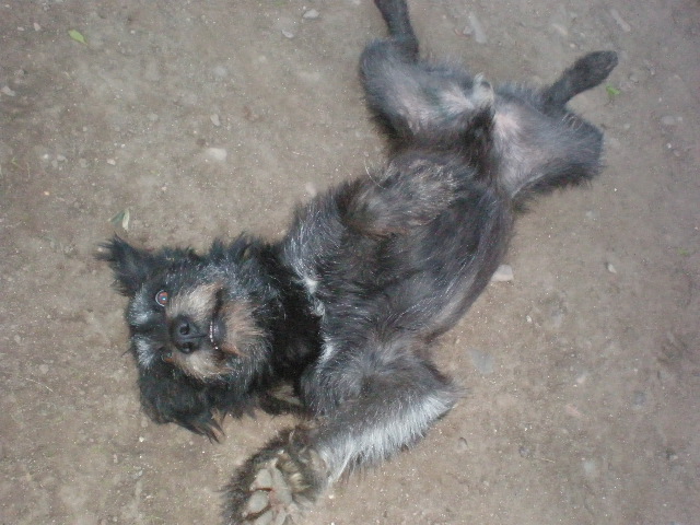 EN LA CALLE!!! Cani y Toby, abandonados en un canal de cachorros, llevan toda la vida abandonados (Talavera) (PE) PA081748