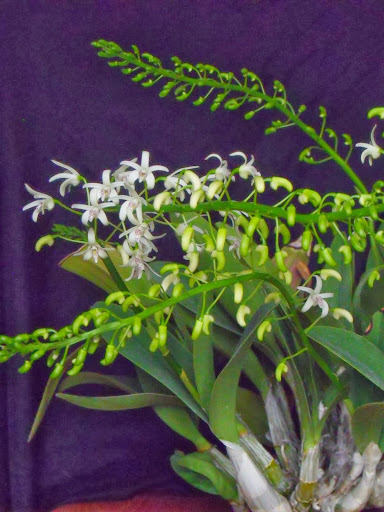 Dendrobium speciosum DSCF4942