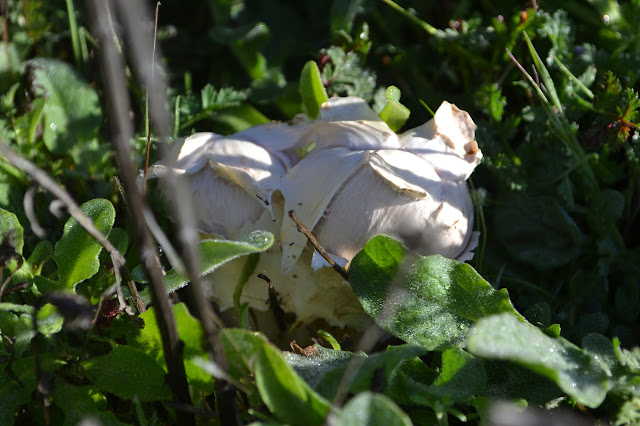 double puff ball shaped mushroom