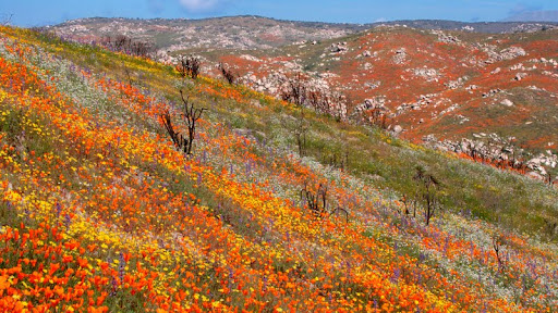 Wildflowers, Wilson Canyon, California.jpg