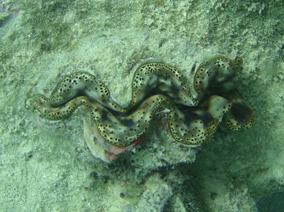 Tridacna maxima (Maxima Clam), Rarotonga.