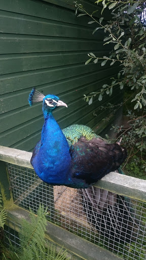 Borth Animalarium
