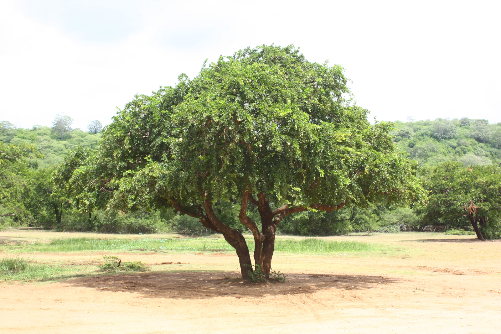 Thuần Hoá - Chương 1: Đêm thứ nhất: TÀ THẦN