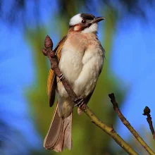 Πυκνονωτίδες (Pycnonotidae)