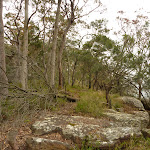 Rocks and forest near Gap Creek Viewpoint in the Watagans (322985)