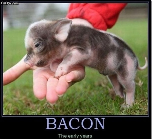photo of baby pig. Bacon, the early years