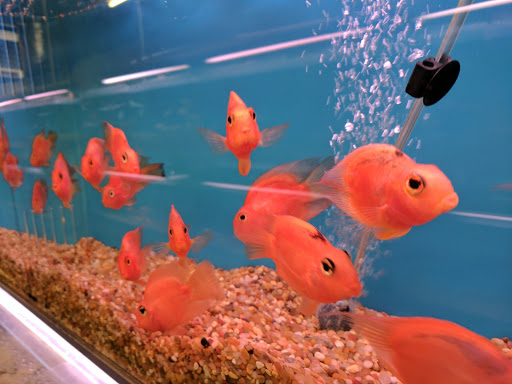 Tropical Fish Store «Tokyo Aquarium», reviews and photos, 4600 W Adams Blvd, Los Angeles, CA 90016, USA