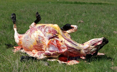 Cow Carcass