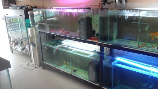 Sai Fish Aquarium, Sec 86, Near Sai Mandir, Faridabad, Haryana 121001, India, Fishing_shop, state HR