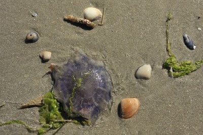 Photos of Rindby Strand