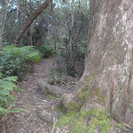Track between Lyrebird Dell and Pool of Siloam (186633)
