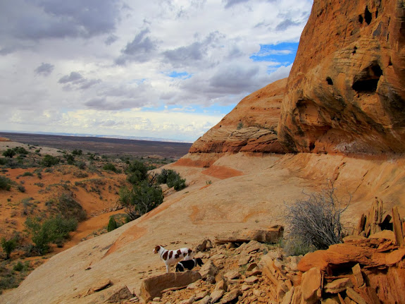 The dogs as we explored the slickrock