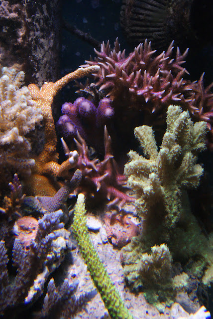 Cubic Reef 240  - Page 7 DSC03449