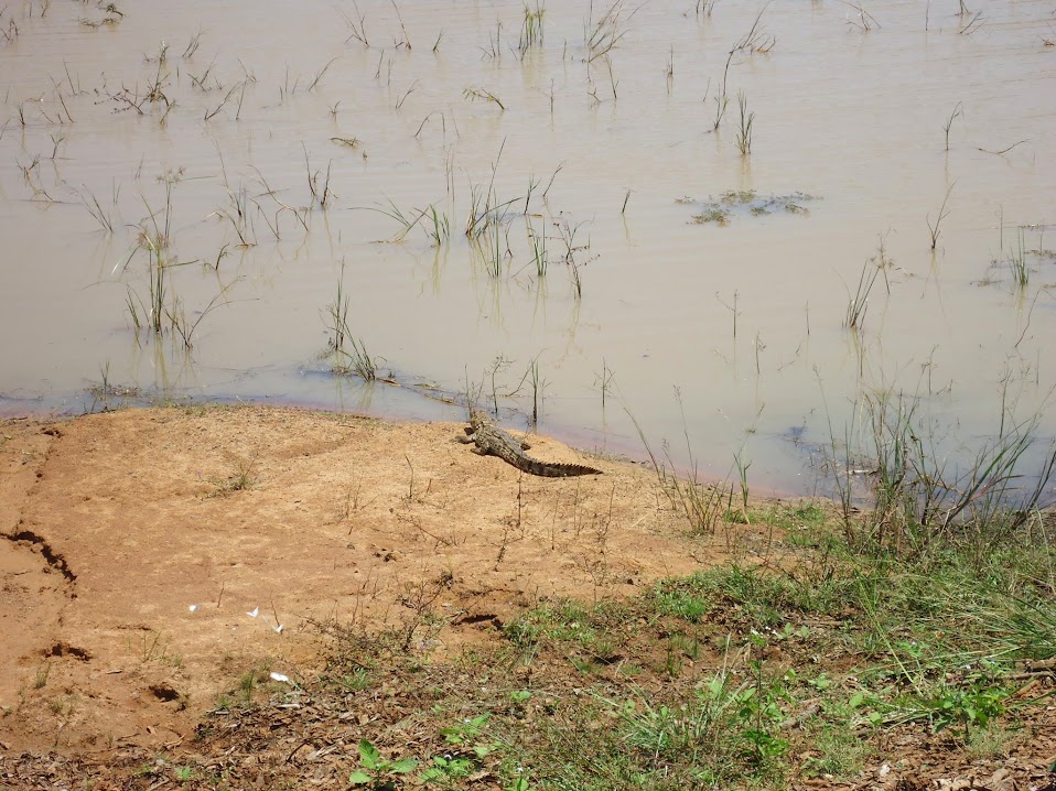 Шри-Ланка: 2 недели на троих, или бюджетный тур самостоятельных туристов