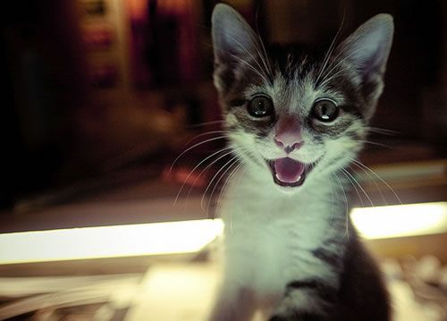 超可爱滴小猫猫|老大网络www.yulaoda.com