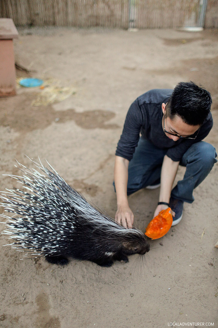 African Brush-tailed Porcupine.