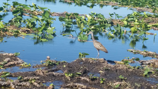 Recreation «Kissimmee Swamp Tours», reviews and photos, 4500 Joe Overstreet Rd, Kenansville, FL 34739, USA