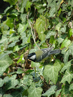 Flora en fauna - Koolmees.JPG