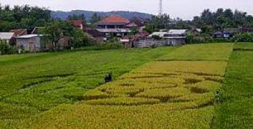 2Nd Indonesian Crop Circle Wanujoyo Yogyakarta Java