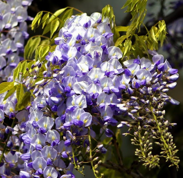 கண்ணைக் கவரும் அழகிய பூக்கள் Amazing_Purple_Flowers_17
