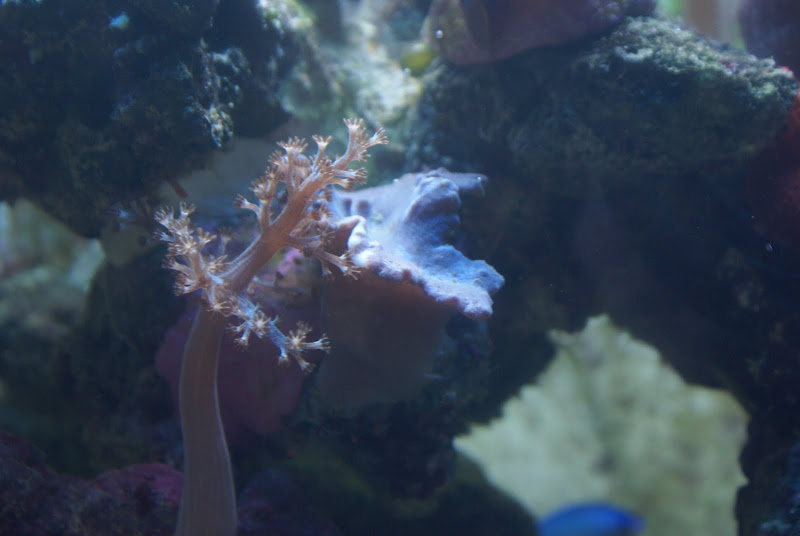 Sinularia brassica (Cabbage Leather Coral) DSC05183